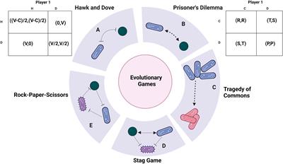Solving polymicrobial puzzles: evolutionary dynamics and future directions